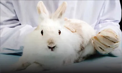 Youth Debate: Should animal testing be banned