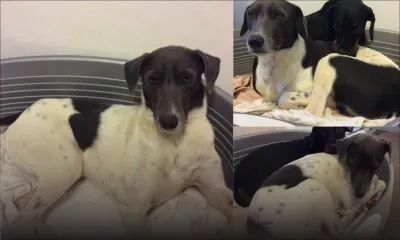 Vandermeersch, Rose-Hill : appel à témoins pour retrouver Lily, disparue après un orage