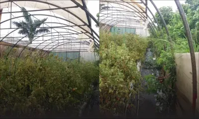 Post-Batsirai : des planteurs dévastés face à l’ampleur des dégâts 