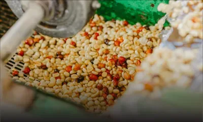 À la découverte du café mauricien : le Coffee Tour Experience ouvre ses portes