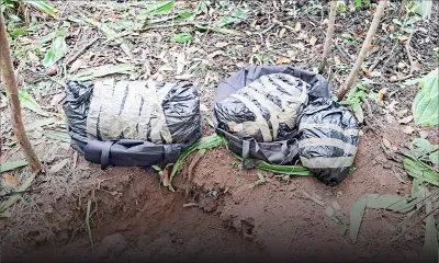 Chamarel : du cannabis valant Rs 20 millions trouvé dans une forêt