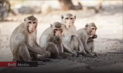 Cruauté envers les animaux : Action for Primates évoque une hausse de 27% des exportations de singes