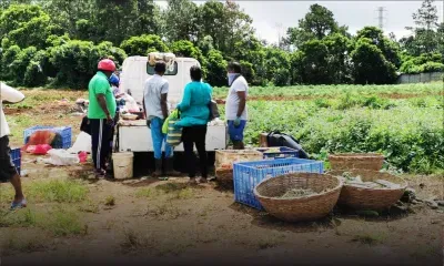 Verdun : vente de légumes en période de confinement 