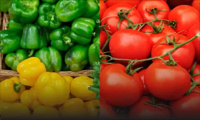 Une tonne de poivrons, 50 kilos de tomates et le système CCTV emportés d’une serre 