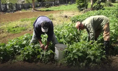Salmonellose : la crainte des cultivateurs de légumes