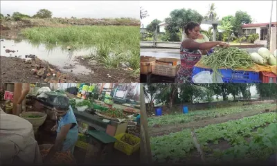 Inondations : hausse inévitable pour certains légumes