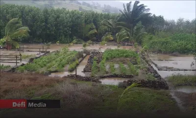 Post-Calvinia : la situation des planteurs au menu d’une réunion au ministère de l'Agro-industrie