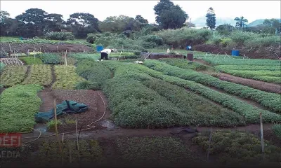 Vols de légumes : opération de surveillance dans la région de Mahébourg et Blue-Bay par différentes unités de la police
