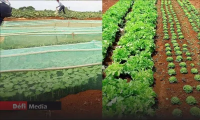 Quand les voleurs de légumes mènent le bal : des planteurs démoralisés