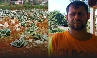 Couvre-feu sanitaire : « boukou legim inn afekte parski pa pe kapav vande », déplore un planteur désarmé 