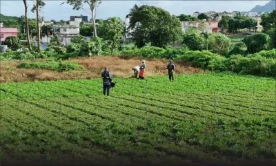 J-2 du Budget 2020-2021 : un milliard de roupies pour augmenter la production locale, demandent les petits planteurs