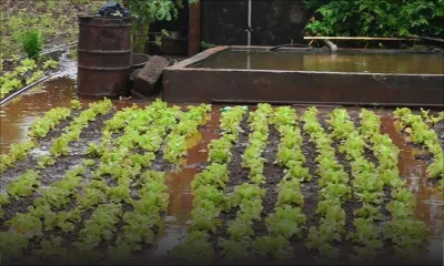 Post-Belal - Culture vivrière :  plus de 75 % des plantations affectées