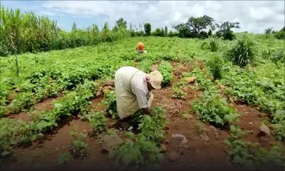 Post-pluies torrentielles : Maju Beekharry, un planteur, se désole devant son champ