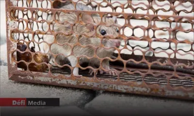 Leptospirose : Maurice compte deux cas actifs 