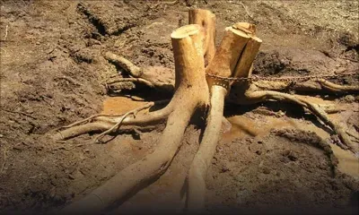 Dans un domaine à Mont-Choisy : un skipper arrêté pour le vol de racines de santal 