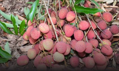 Letchis : le trésor rouge de l’été mauricien