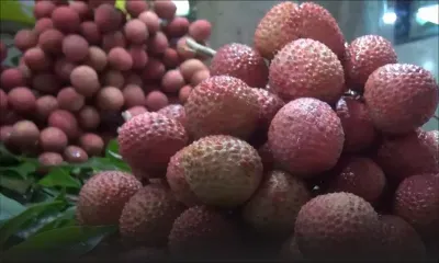 Letchis : 30% de baisse dans la récolte