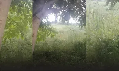 Riche-Terre: un chien retrouvé pendu ; la MSAW dénonce cet acte de cruauté