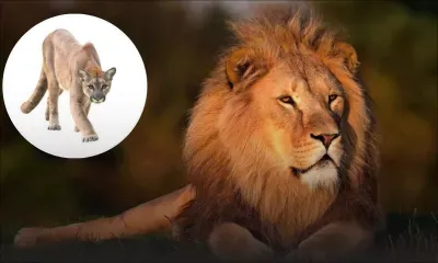 Afrique du Sud : des pumas et des lions contaminés par le Covid 