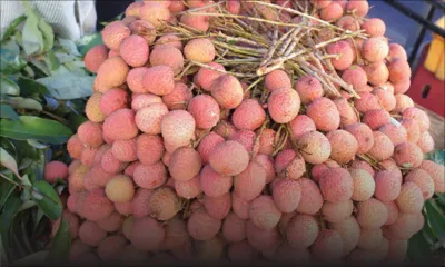 Letchis : plus de 220 00 kilos exportés