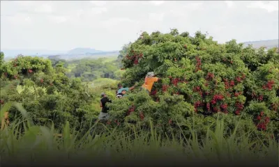 Île de La Réunion : «Des ouvriers mauriciens utilisés comme esclaves modernes»