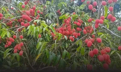 Fruit le plus attendu de l’été 