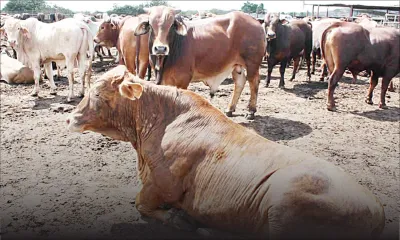 Foot and mouth disease outbreak: Threats for the local livestock