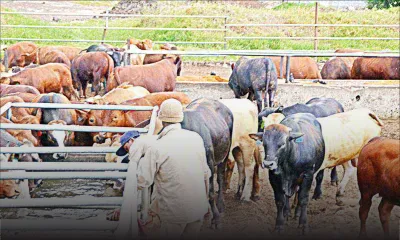 FMD: Rs 17.6M to breeders