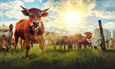 Mauritius prospects becoming Regional Livestock Policy Hub