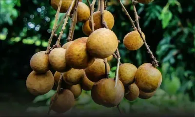 Rs 60 000 de longanes volées à Vacoas : un suspect derrière les barreaux 