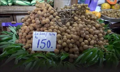 A Rs 150 la livre, les longanes laissent un goût aigre-doux…