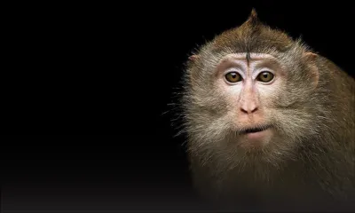 Après la détection de plusieurs cas de tuberculose : des ONG exigent l’interdiction d’exportation de singes mauriciens