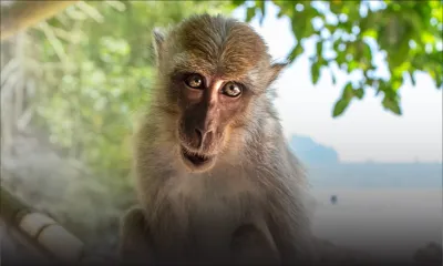 Ferme illégale : l’exportation de singes génère des profits de Rs 1 milliard par an
