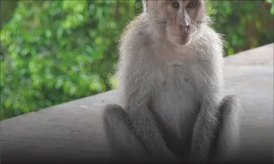 Élevage controversé : le GM promet un « phasing-out » de l’exportation de singes