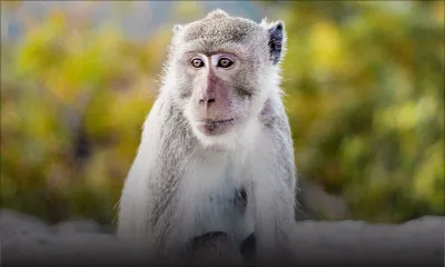 La polémique enfle autour du projet de ferme d’élevage de singes à Le Val