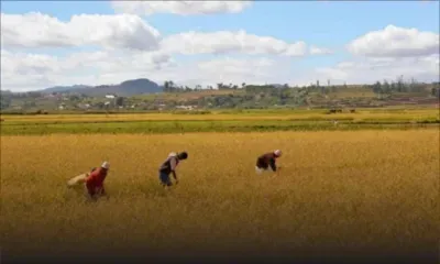 Coopération Chine/Afrique : Comment la technologie agricole chinoise est devenue un "code de bonne récolte" pour l'Afrique