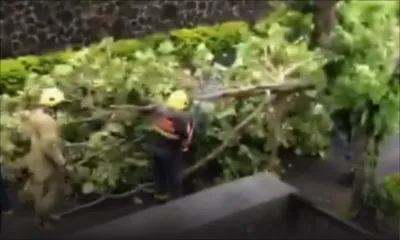 Cyclone Freddy classe 3 : Péreybère : un arbre plie sous les rafales