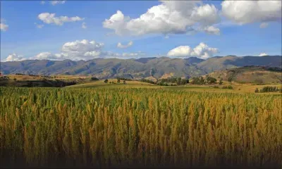 Consommation : la culture du quinoa introduite à Maurice