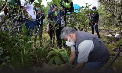 Menacée d’extinction : Un plant de Cylindrocline Lorencei mis en terre