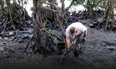 Petit Bel-Air, à Mahébourg : au grand nettoyage des racines de mangroves, étouffant dans l'hydrocarbure