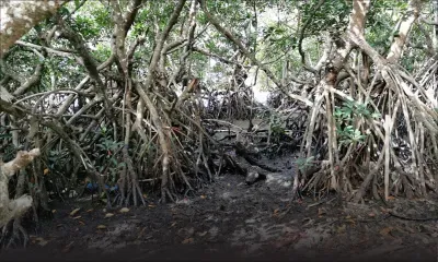 Wakashio : les mangroves à Rivière-des-Créoles toujours souillées d’huile