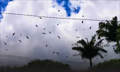 Port-Louis : des chauves-souris s'invitent à la manif des employés de MK 