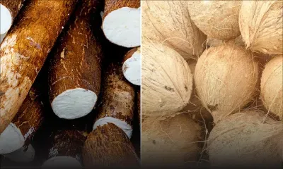 Blue Bay et Vieux Grand Port : Du manioc et des noix de coco volés
