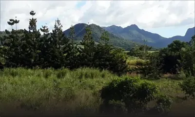 Mare-Chicose : un jardinier retrouvé mort dans un champ de canne 
