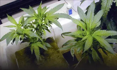 Rs1.6 million marijuana plants uprooted