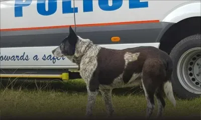 Australie : un chien sourd et en partie aveugle protège une enfant de 3 ans perdue dans le bush