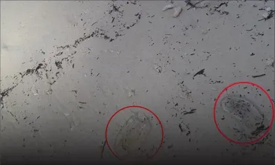 Un internaute attire l'attention des autorités sur la présence de méduses sur la plage de Mont-Choisy