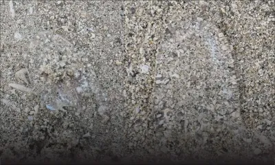 Belle-Mare : alerte aux méduses