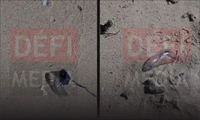 Des méduses aperçues sur la plage de Blue-Bay