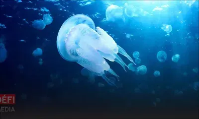 Ile-aux-Bénitiers : alerte aux méduses 